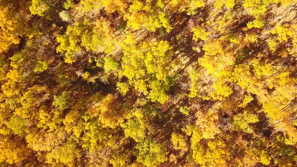 Autumn Yellow Forest