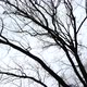 Branches of Trees - VideoHive Item for Sale