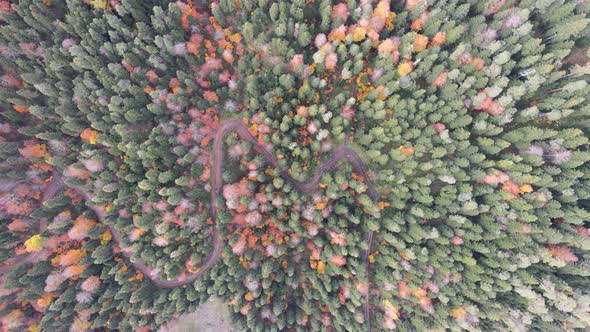 Autumn in forest aerial top view Yedigoller