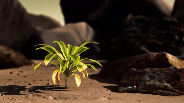 Green Plant at Sand Beach alt