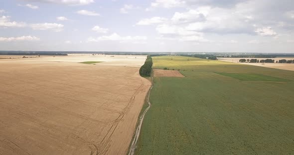 Drone Flight Over a Dirt Road Separating a Wheat and Sunflower Field on a Summer, Sunny Day