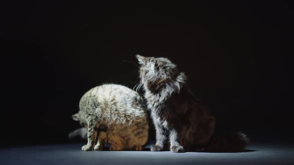 Cats Fighting on Spot Light