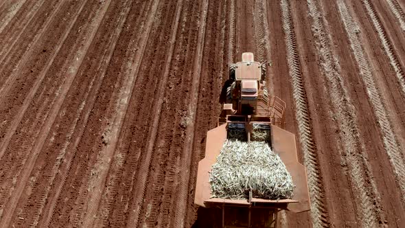 Automated tractor planting sugar cane in Brazil alt