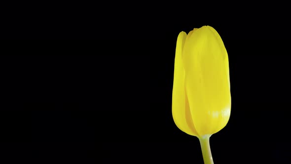 Timelapse  One Yellow Tulip Flower Blooming Against Black Background