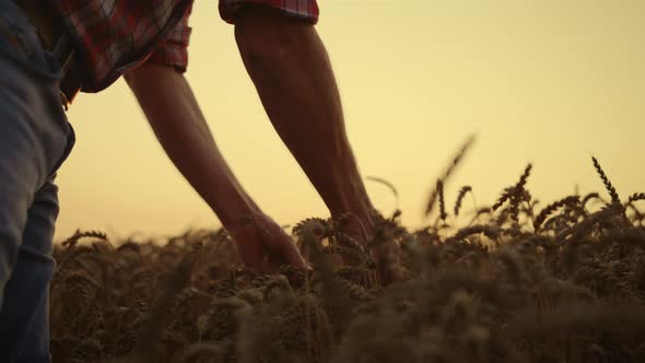 Agrarian Business Owner Examining Crop at Sunset Wheat Farmland alt