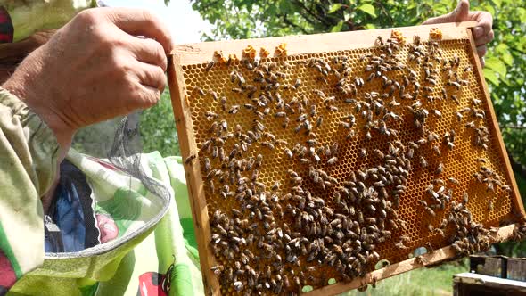 A Beekeeper in an Apiary Holds a Frame with Honey in His Hands Bees Crawl Along the Frame