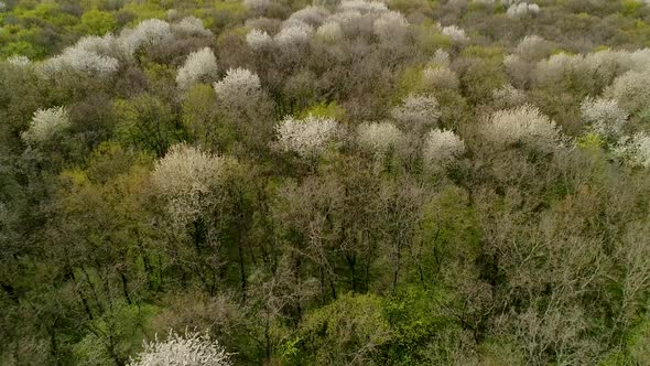 Flight Over the Spring Ukrainian Forest in April