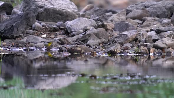 Western Yellow Wagtail Dancing Over Dry River