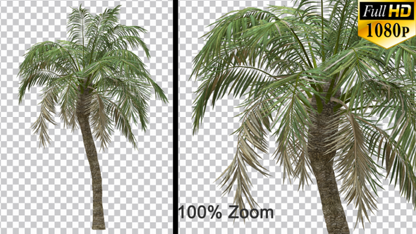 Breezy Palm Tree - Alpha Channel