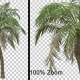 Breezy Palm Tree - Alpha Channel - VideoHive Item for Sale