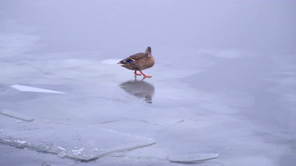 Wild Duck Walking On the Ice Of a Frozen River