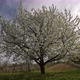 Big Tree in Spring - VideoHive Item for Sale