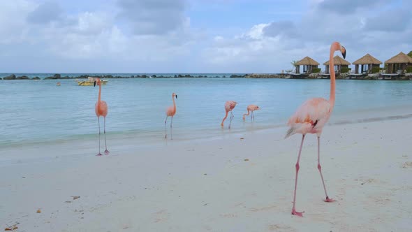 Aruba Beach with Pink Flamingos at the Beach Flamingo at the Beach in Aruba Island Caribbean alt