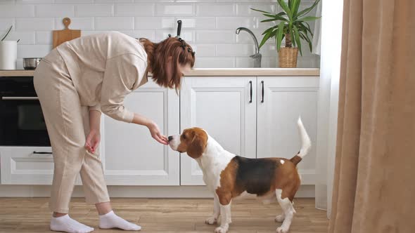 The Female Owner of the Beagle Dog Training and Treats Her Pet with a Treat alt