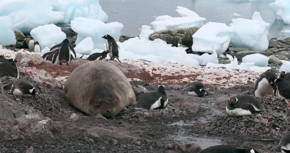 MS Elephant seal (Mirounga leonina) with gentoo penguins (Pygoscelis papua) on nests at Waterboat Po