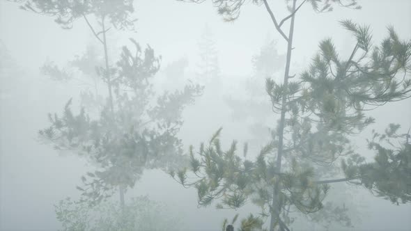 Cloudy Autumn Day in the Pine Forest with Fog alt