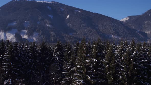 Flying Over Huge Conifer Trees in Winter alt