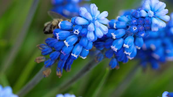 Bee on the Muscari Flower alt