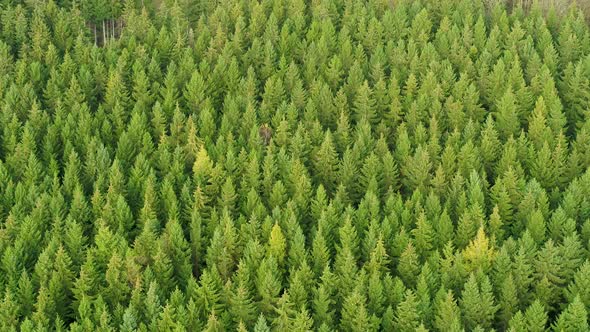 Flying Over Green Pine Tree Tops, Drone Stock Footage 2 alt