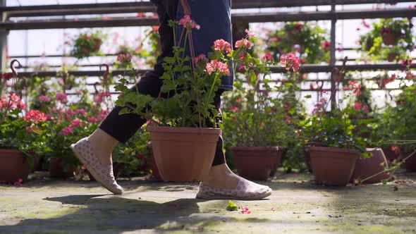 Florist Carries Pot with Fresh Blooming Plant in Greenhouse