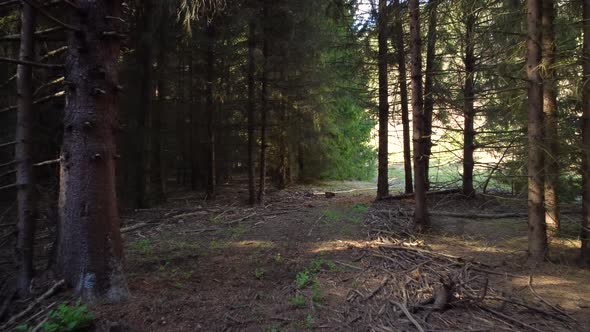 Inside a dark spruce forest