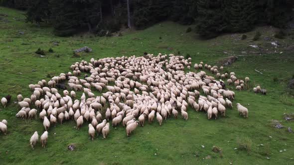 A Flock of Sheep Moving Forward on the Grassland Posture in Romanian Mountains