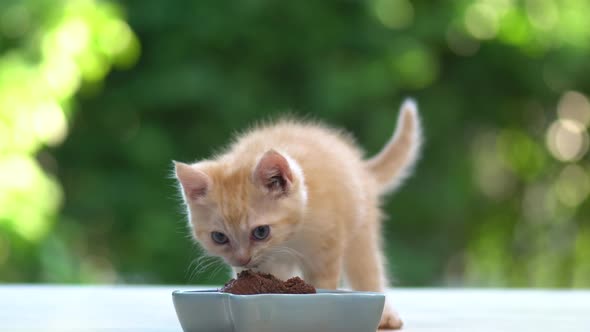 Cute Orange Kitten Eatting Cat Food From Bowl With Nature Background ...