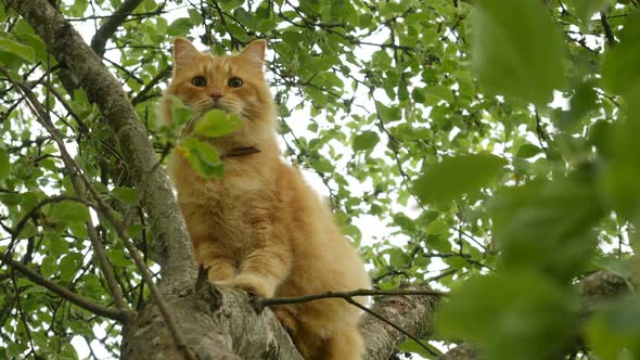Red cat sitting on a branch and watching around. Ginger cat walking outside