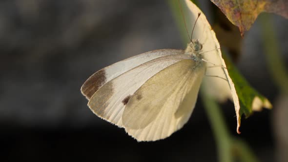Cabbage butterfly with white wings and small black dots hanging on leaf. Macro alt