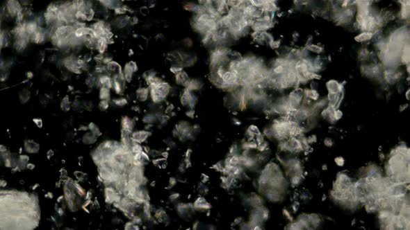 The Motion of Scorbutus Crystals Under a Microscope, an Alcoholic Solution of Ascorbic Acid, The alt