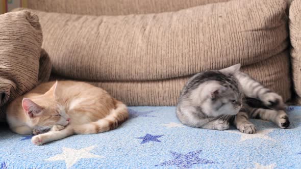 Two Cats Are Lying on the Sofa Dozing