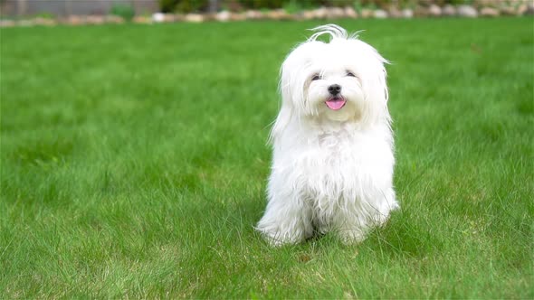 White Puppy Outdoor Looking at Camera alt