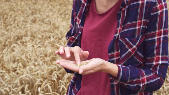 Woman Agronomist Stands On Wheat Field, Holding A Wheat Field In Her Palm. A Farmer Working In Field alt