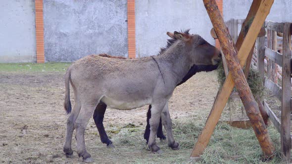 Two Donkey