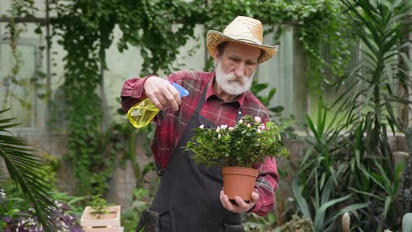 Senior Man in Hat and Workwear Spraying Flowerpot with Water in Beautiful Greenhouse alt