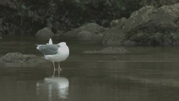 Close up view of a seagull alt