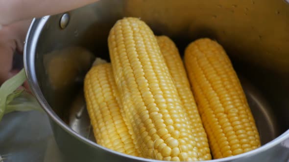 a Woman's Hands Put Large Peeled Yellow Corncobs for Cooking Into a Large Saucepan and Peel the Peel