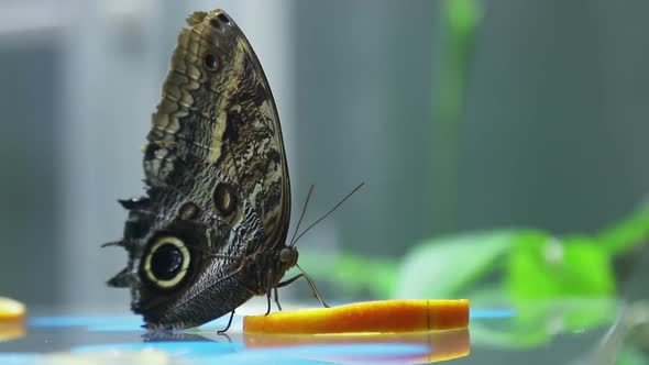 Large Butterfly Sits and Eats an Orange