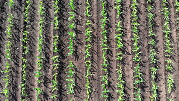 A Field with Young Corn Shoots