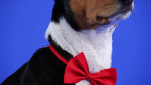 Basenji in a Red Bow Tie Sits in the Studio on a Blue Background alt