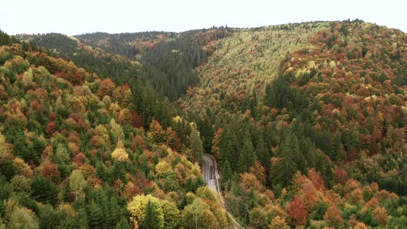 Aerial View of Autumn Mixed Forest with a Countryside Winding Road in the Middle, drone pitch down w alt