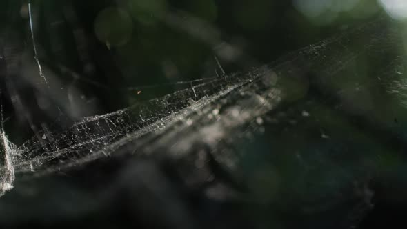 Spider Web Hanging on the Plants in the Forest Close Up