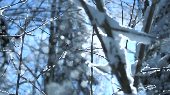 Winter Weather Season Background of Snow Falling Nature Scenery alt