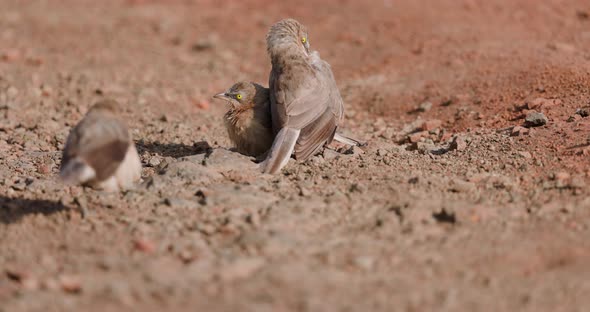 Large Grey Babblers birds dance and mingle as they play on the ground in slow motion alt
