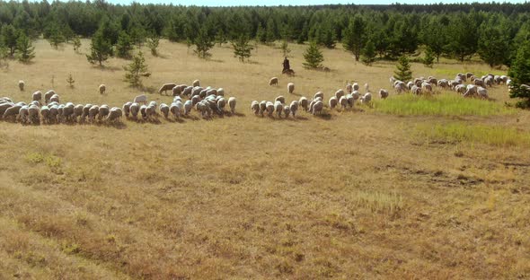 View From a Copter a Shepherd Walks Around a Flock of Sheep with a Dog alt
