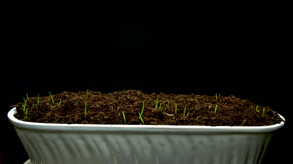 Wheat Seeds Germinate in the Ground alt