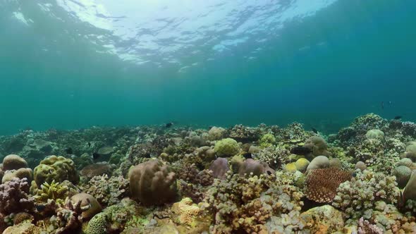 Coral Reef and Tropical Fish alt