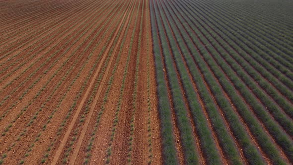 Lavender field agriculture cultivation in Plateau de Valensole, France alt
