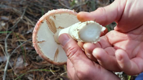 A mushroom cut in the forest in close-up in the hands of a mushroom picker