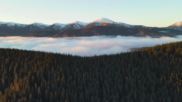 Aerial view of vibrant sunrise over Carpathian mountain hills covered with evergreen spruce alt